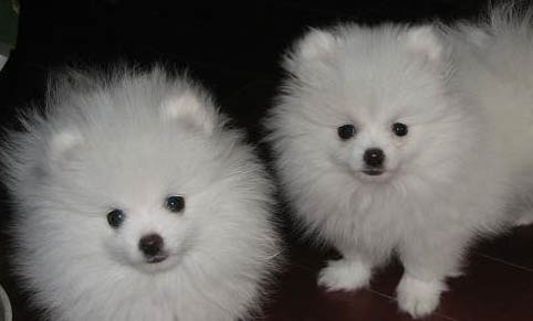 博美犬哪里買