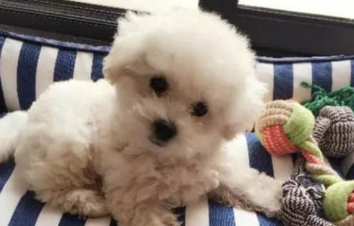 狗狗皮膚變黑了什么原因