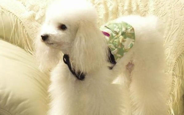小型狗品種有哪些
