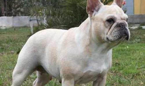 法國斗牛犬有尾巴嗎