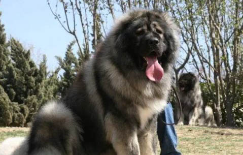 狗狗腹水多久才能死