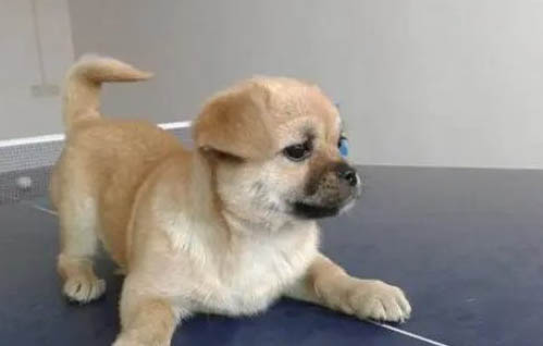 中華田園犬是禁養犬嗎