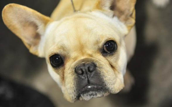 冰島牧羊犬的外貌特征性格