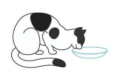 貓骨折怎么辦