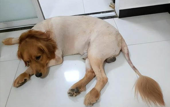 狗狗為什么喜歡舔自己的下面