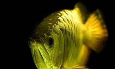銀龍魚不加溫可以養嗎