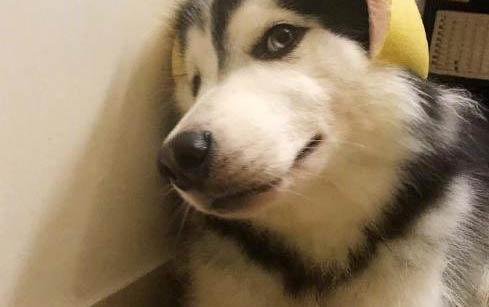 狗狗總是發抖