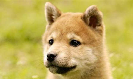 狗狗得犬瘟一般多久抽搐一次？