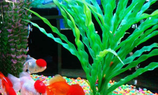 冬天金魚是不是需要加熱？