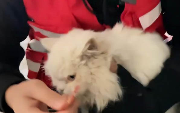 怎么看貓配上沒有？