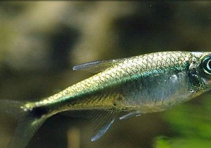 小魚(yú)缸沒(méi)有氧氣泵能養(yǎng)魚(yú)嗎