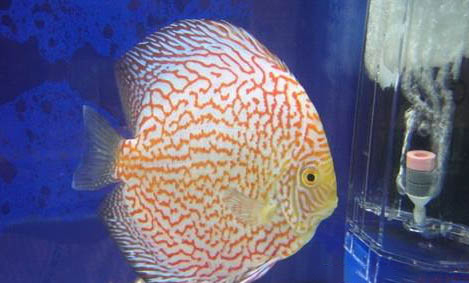 七彩神仙魚多久成魚?