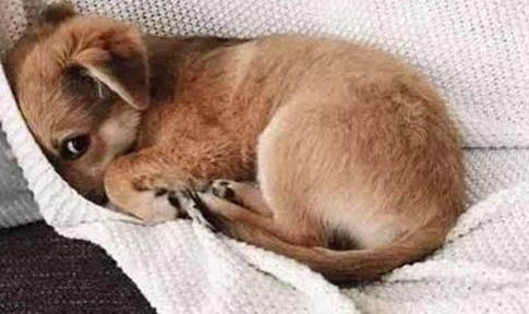 狗狗狗狗一直撓癢怎么回事
