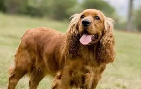 美國可卡犬身體發(fā)抖是啥原因