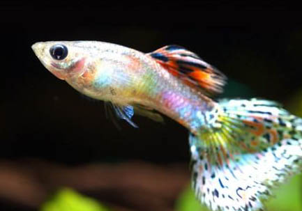 孔雀魚多長時間生一次