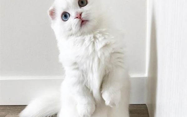 貓咪脖子上有個鼓包？