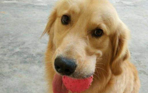 金毛幼犬為什么愛咬人