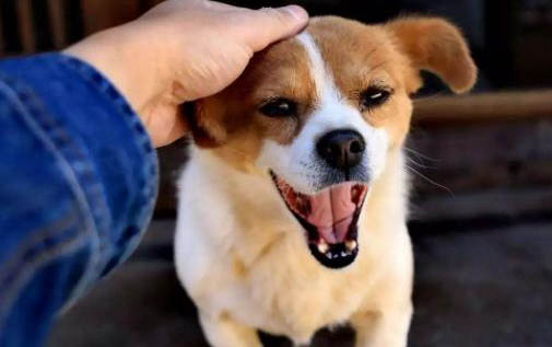 狗狗懷孕初期有哪些癥狀