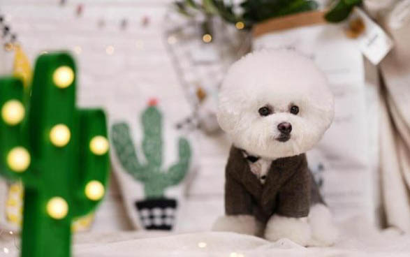 犬瘟熱治愈率高嗎