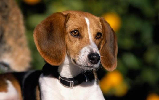 卡斯羅犬為什么要剪耳斷尾？