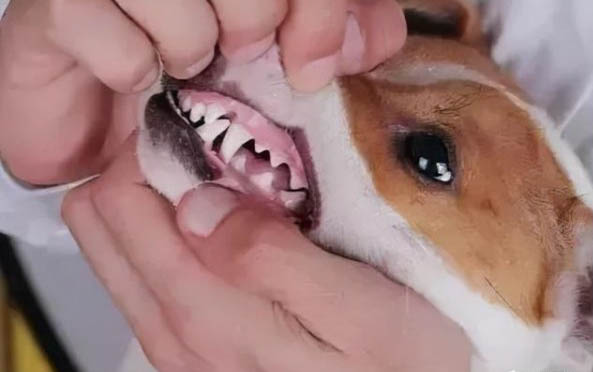 懷孕的狗可以打頭孢嗎