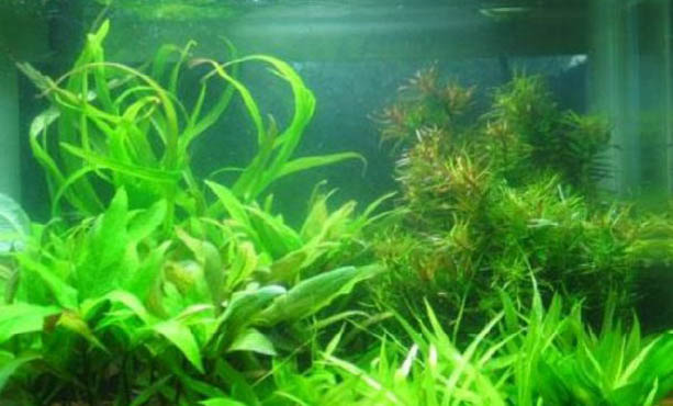 怎么能讓魚缸快速上面長綠苔