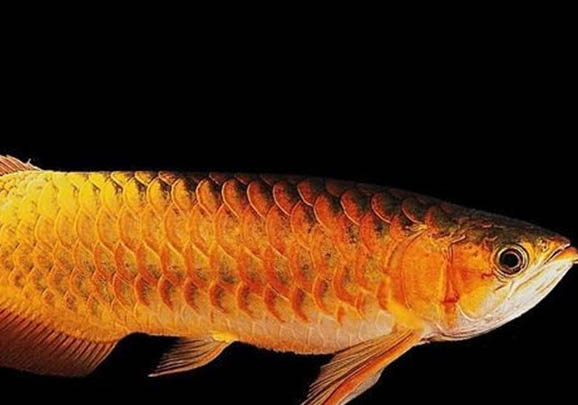 龍魚打架怎么辦？
