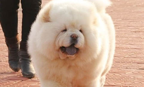 松獅犬如何配種?