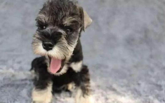 犬瘟出現(xiàn)抽搐還能活多久