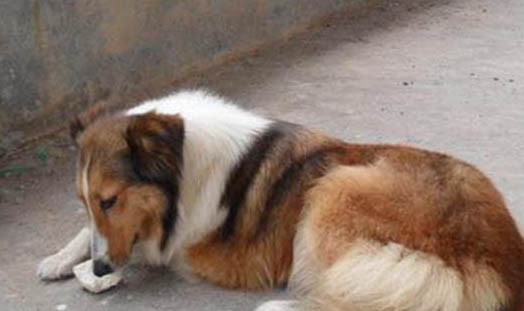 狗得腦炎多久會死亡