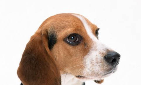 一個多月的比格犬可以吃什么