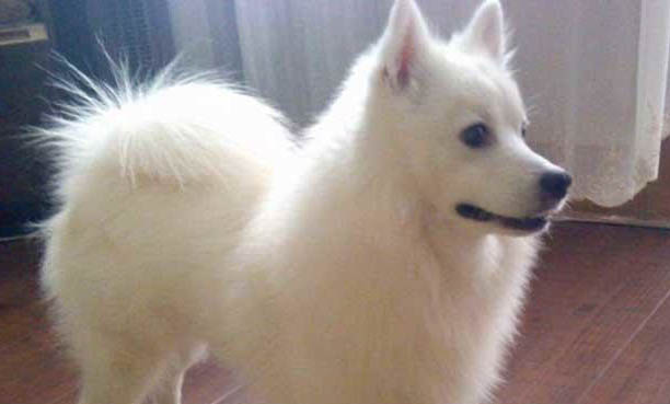 如何預防銀狐犬支氣管炎