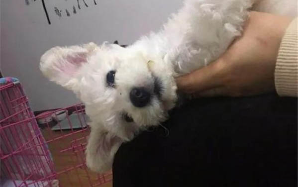 小狗咳嗽了吃什么藥