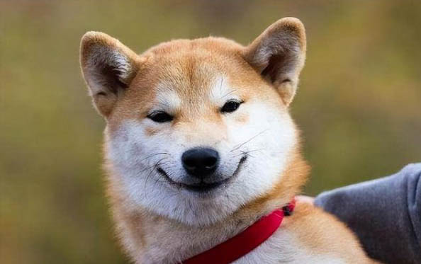 狗狗吃櫻桃果肉有事嗎