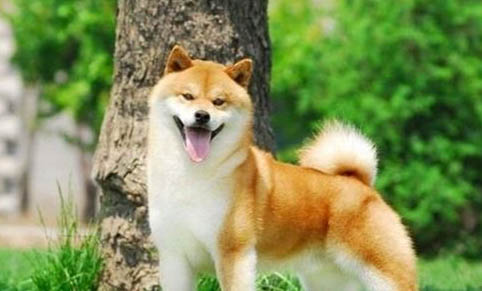 柴犬的平均壽命多少年