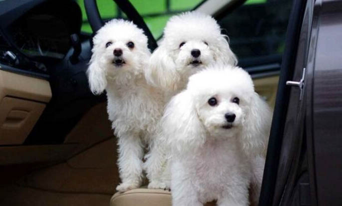 貴賓犬和比熊哪個聰明