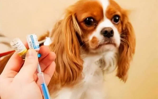 幼狗感冒可以霧化嗎