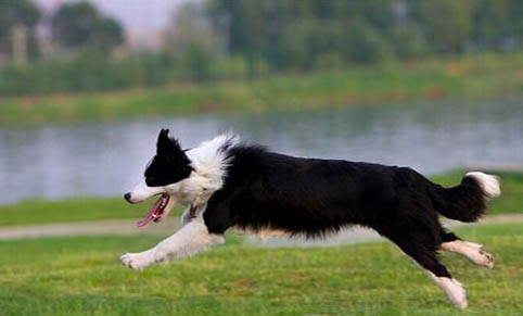 邊境牧羊犬的價(jià)格是多少