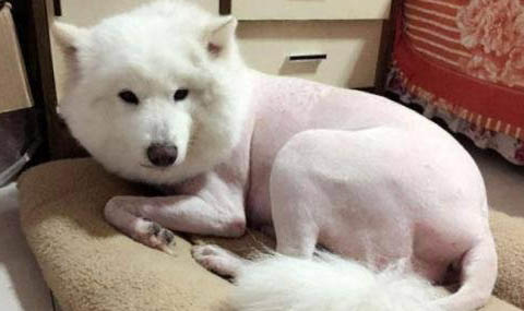狗狗感染心絲蟲能活多久啊