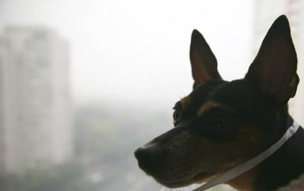 狗狗能吃白蘿卜嗎