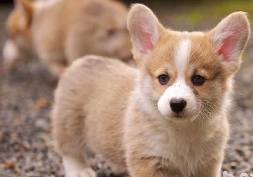 柯基犬拉稀帶血的原因及處理方法