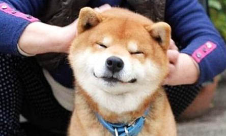 柴犬和秋田犬的差別有哪些