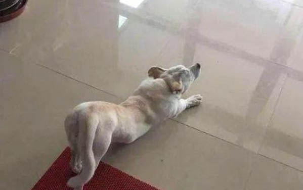 如何分辨小狗是不是土狗