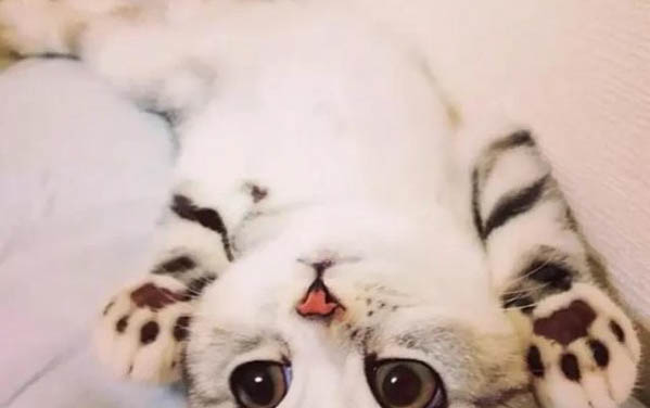 貓咪眼睛充血變黃