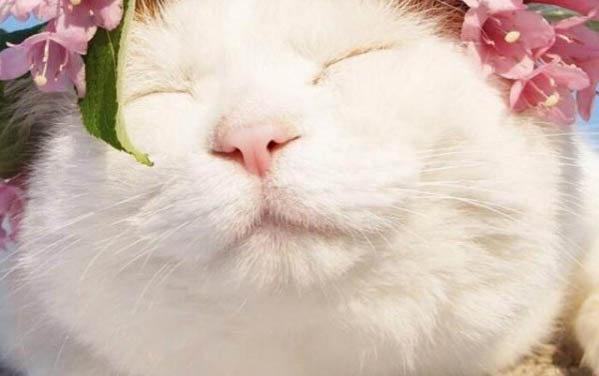 過年帶貓回老家怎么辦