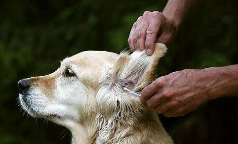 得犬瘟的狗會(huì)自愈嗎