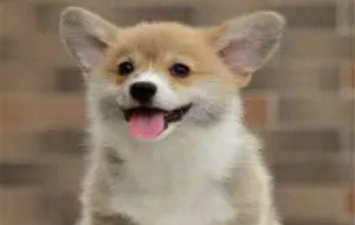 狗狗拉稀吃土霉素可以嗎
