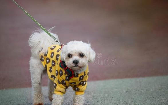 泰迪犬性格特點