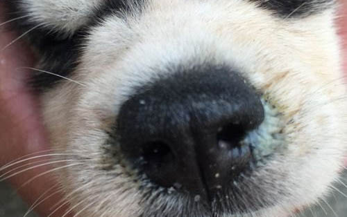 狗狗體內有蟲拉稀的癥狀