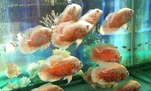 地圖魚腸炎怎么預防